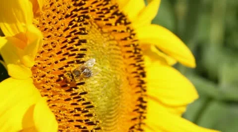 Field of sunflower Stock Footage 24654447