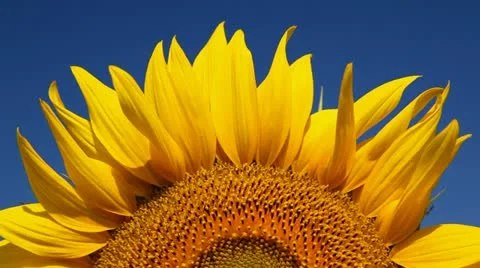 Field of sunflower Stock Footage 24654454