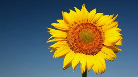 Field of sunflower 库存影片 24654529