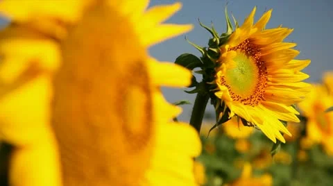 Field of sunflower Stock Footage 24654585