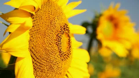 Field of sunflower Vidéo 24654596