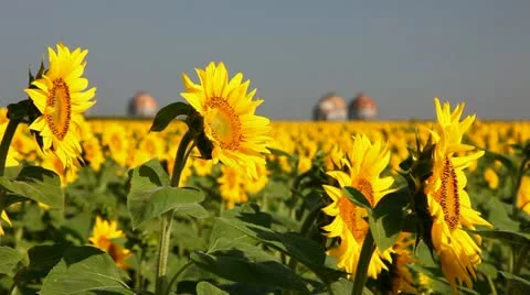 Field of sunflower Stock Footage 24654601