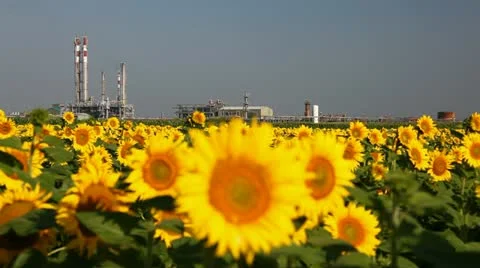 Field of sunflower Видео 24654661