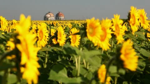 Field of sunflower Stock Footage 24654677