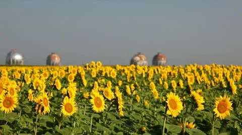 Field of sunflower Видео 24654693