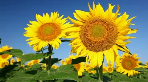 Field of sunflower Vidéo 24654759