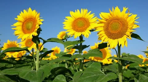 Field of sunflower 库存影片 24654763