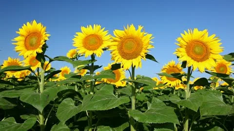 Field of sunflower 库存影片 24654768