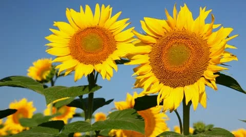Field of sunflower Stock Footage 24654772