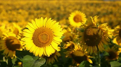 Field of sunflower 库存影片 24654777