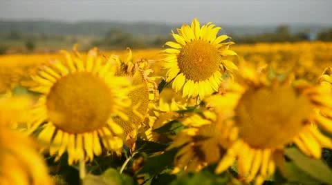 Field of sunflower Видео 24654826