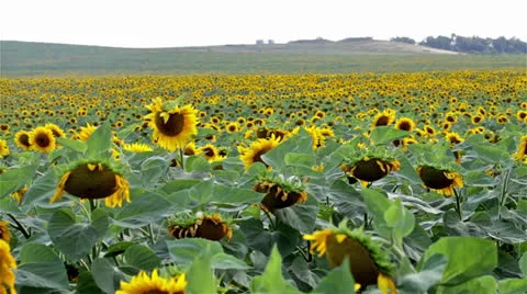 Field sunflower 動画素材 25607273