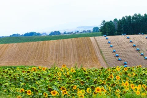 Field of sunflower with haystack  background. Stock Photos