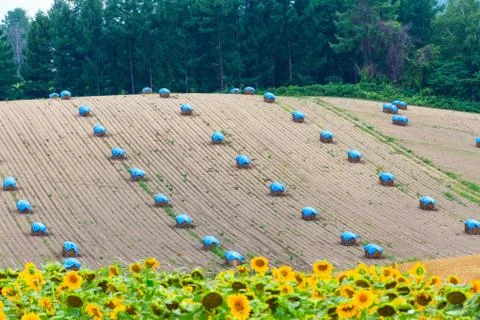 Field of Sunflower with haystack  background. Stock Photos