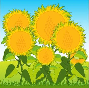 Field with sunflower Illustrazione stock