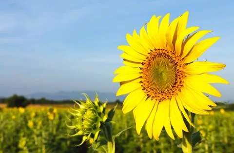 Field of Sunflower Stock Photos