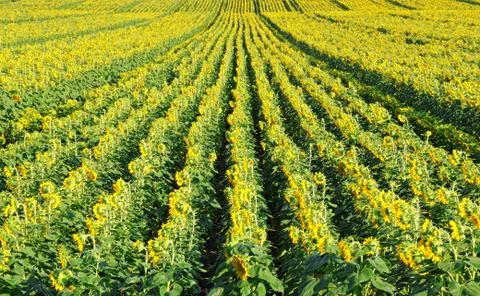 Field of sunflower Stock Photos