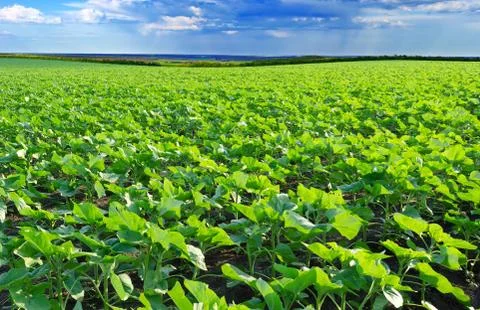 Field of sunflower Stock Photos