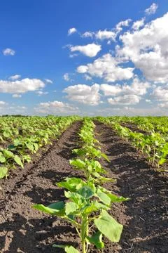 Field of sunflower Stock Photos