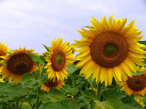 Field of sunflower Foto stock