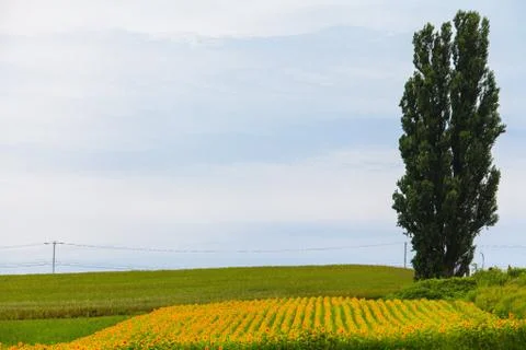 Field of Sunflower Stock Photos