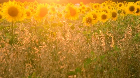 Field with sunflower In rays of setting sun Stock Footage 94509898