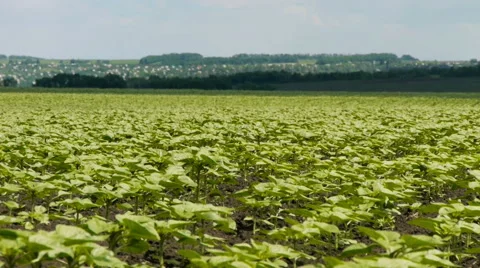 A field of sunflower seedlings Stock Footage 63051423