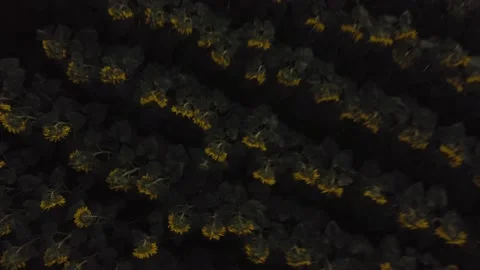 Field with sunflower. Sharp flight over the field. Stock Footage 157677820