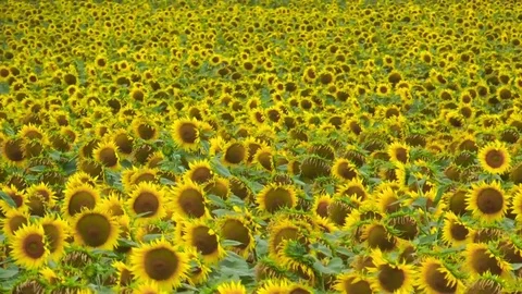 Field of Sunflower in wind Stock Footage 71754832