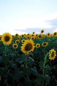 A field of sunflowers against a background of bright blue clouds. Stock Photos