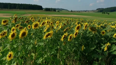 A field of sunflowers all facing the same direction Vídeo Stock 331778632