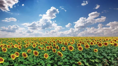 Field of sunflowers and cloudy sky Stock Footage 66465943