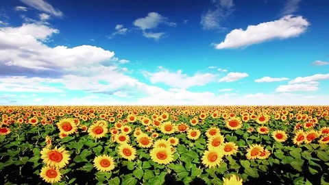 Field of sunflowers and cloudy sky Stock Footage 80337273