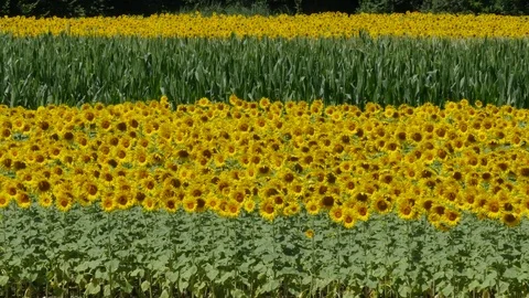 Field with Sunflowers and corn Video stock 79619787