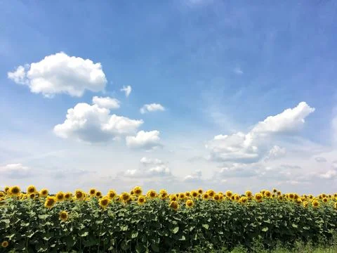 Field of sunflowers on a background blue summer sky Stock Photos