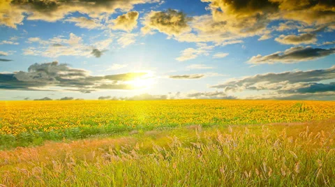 Field of sunflowers on a background cloudy sky. 4K. FULL HD, 4096x2304. Stock Footage 36695431