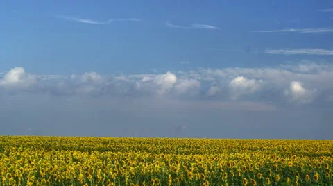 Field of sunflowers on a background cloudy sky, HDR Video stock 40296762