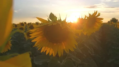 Field of sunflowers backlit by sunlight. Stock Footage 199454553