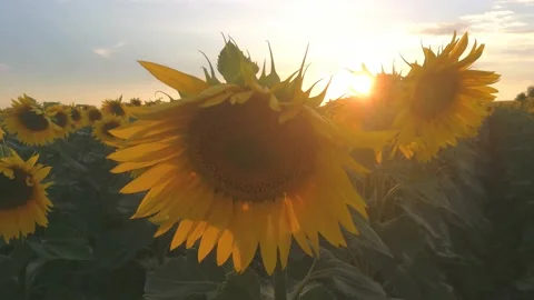 Field of sunflowers backlit by sunlight. Stock Footage 200020761