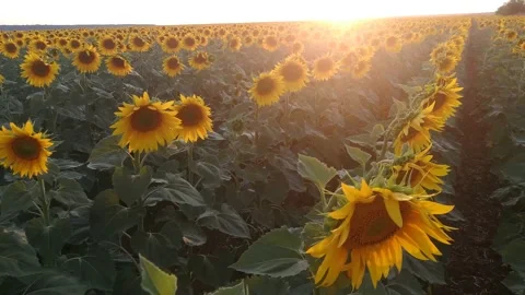 Field of sunflowers backlit by sunlight. Stock Footage 229661138
