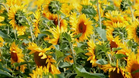 Field of sunflowers in bloom Video stock 341799341