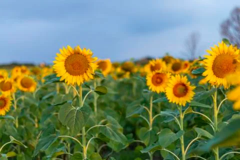 Field of sunflowers in clear sky Stock Photos