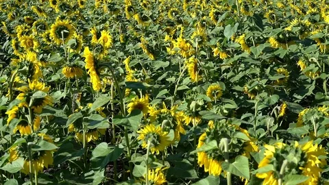 Field of sunflowers close-up 库存影片 94182865
