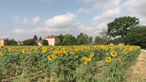 Field of sunflowers on a day off 動画素材 82462448