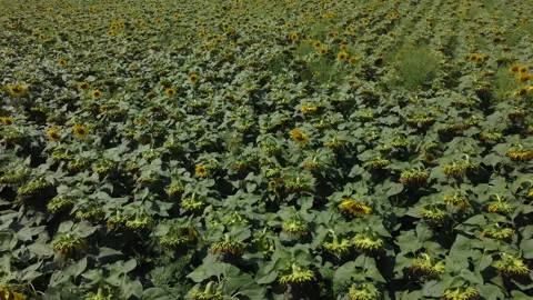 Field with sunflowers drone view Stock Footage 256522824