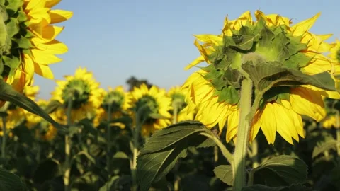 Field of sunflowers facing away from the camera under a clear blue sky Vidéo 341495001