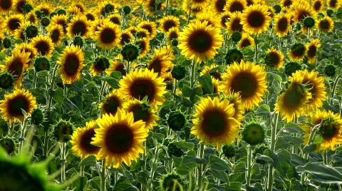 A field of sunflowers  Stock-Footage 481122