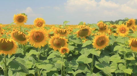 Field of Sunflowers Video stock 790054