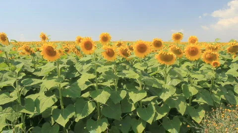 Field of Sunflowers Video stock 790759