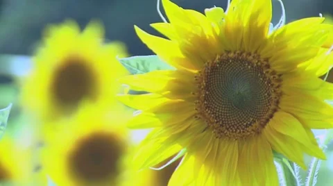 Field of Sunflowers Stockbeeldmateriaal 7904145